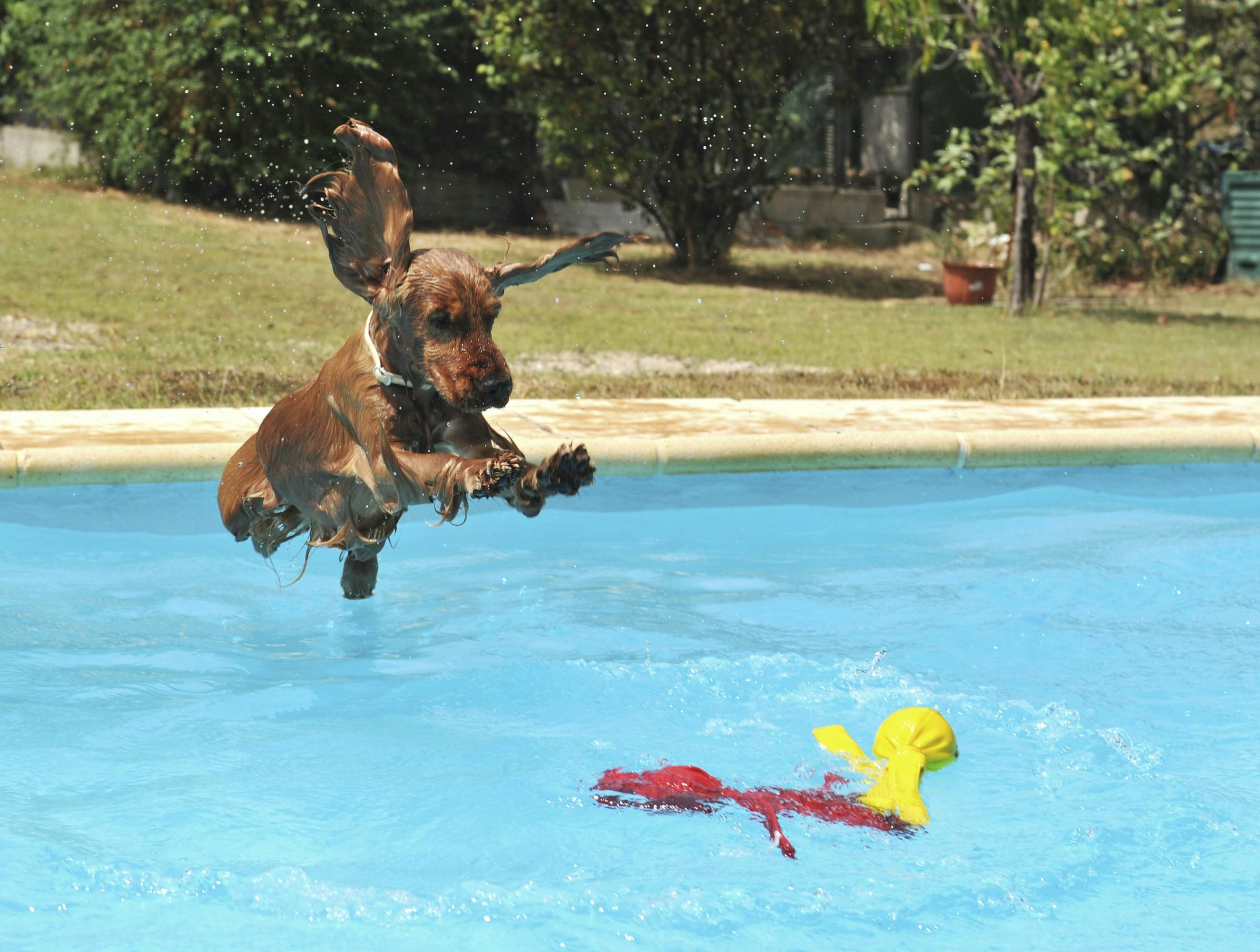 Cocker spaniel hopper i pool