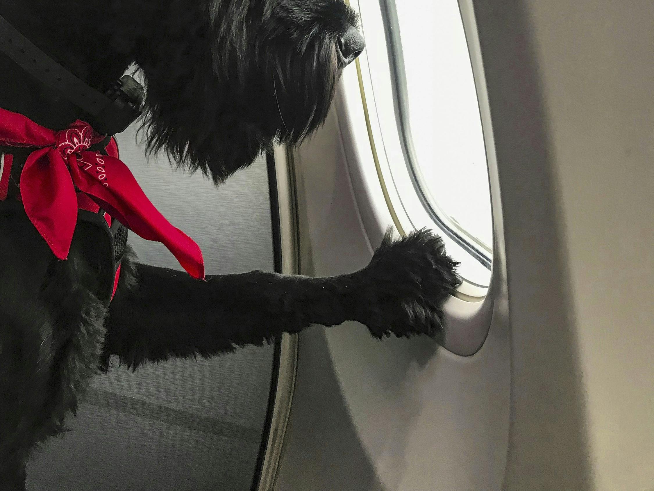 Hund kigger ud af flyvindue