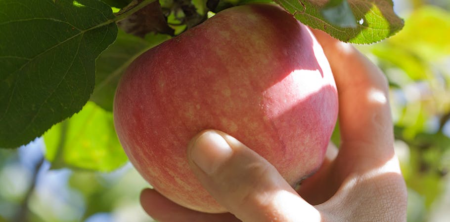 Æblesæson: Sådan får du mest glæde af dine æbletræer