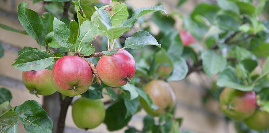 I mange ældre haver står der store, gamle og skulpturelle æbletræer. 
