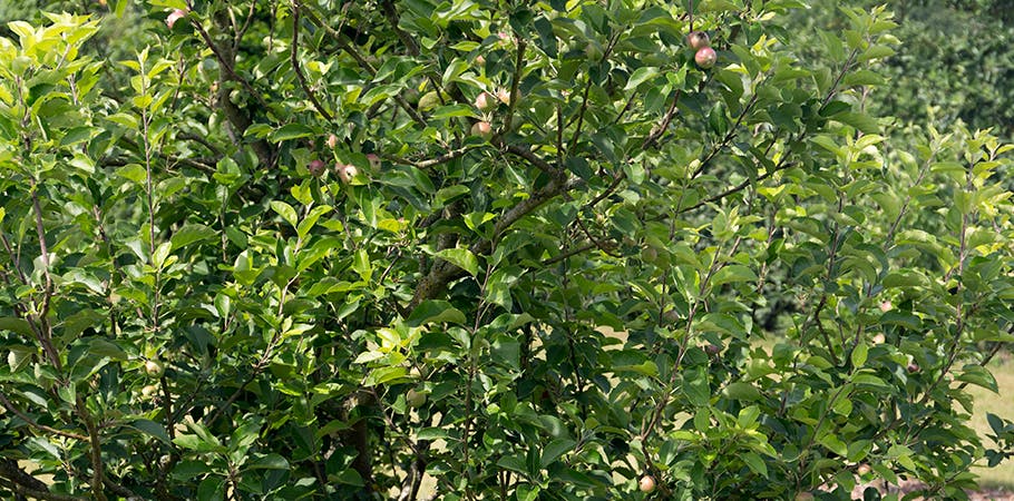 Æblesæson: Sådan får du mest ud af dine æbletræer 
