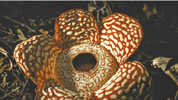 Rafflesiaen er verdens største snylteplante. Den spreder i øvrigt sin pollen via spyfluer, som den tiltrækker med en lugt af rådne fisk