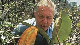 På Borneo finder Attenborough kongekande-bæreren ? en usædvanlig, kødædende plante, derkan fortære så store dyr som rotter