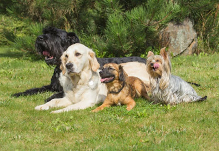 sten Ernæring Postimpressionisme Her får du de fem mest populære navne til hunde